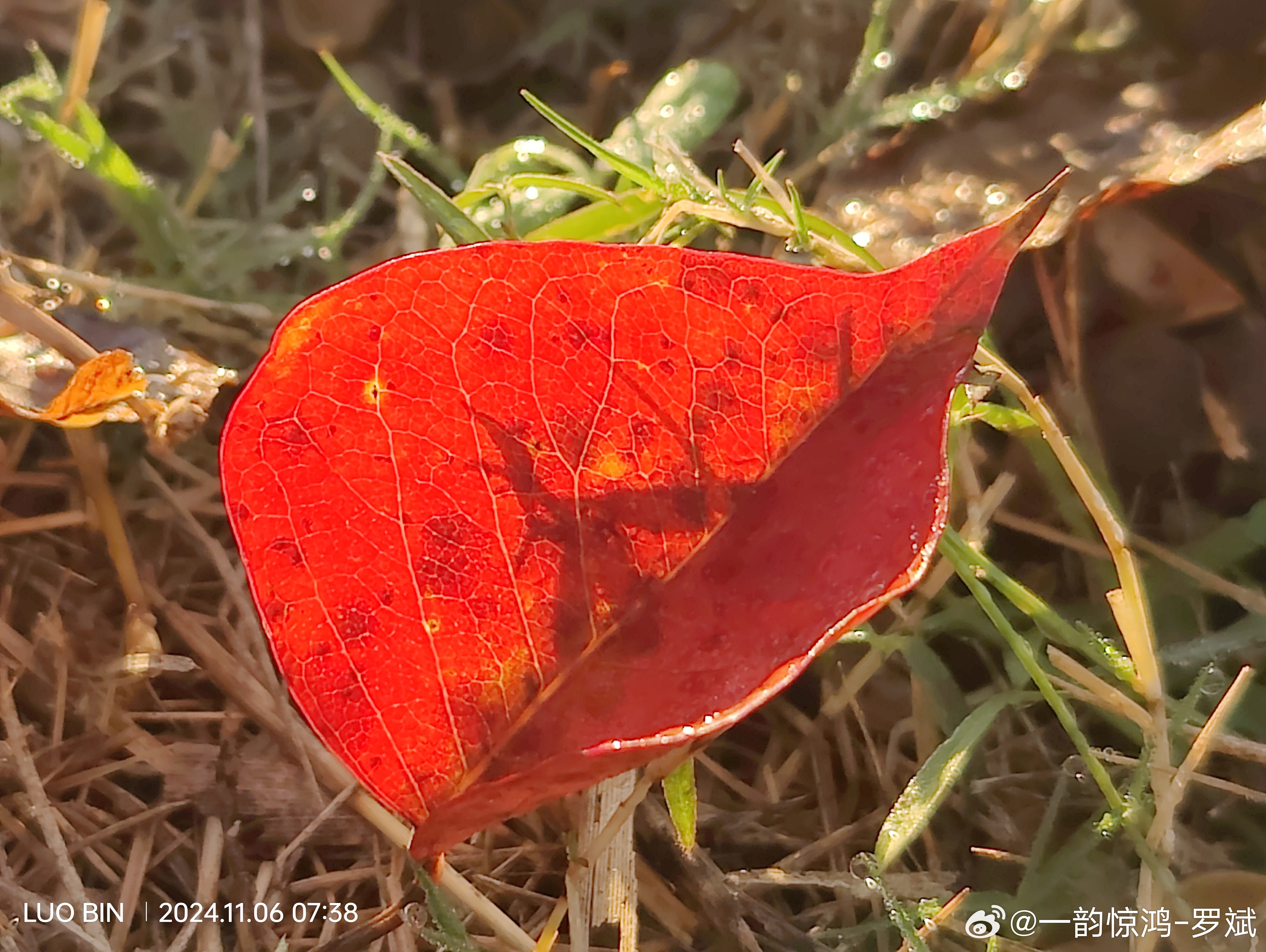 孤獨(dú)葉子視頻最新探索，孤獨(dú)與連結(jié)的世界交織