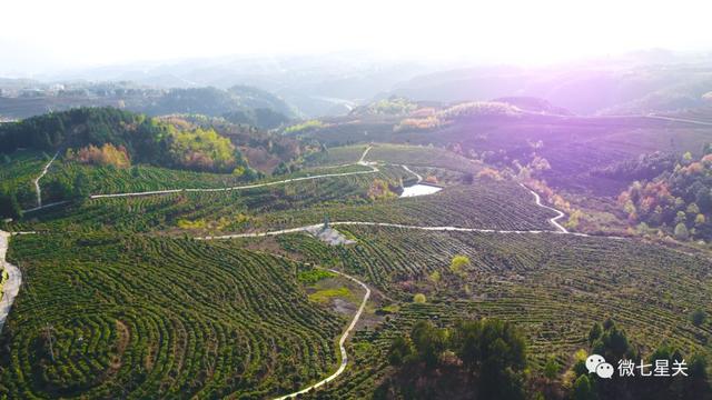 茶坪社区村最新动态报道